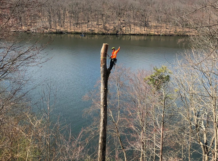 a man on a tree to cut it down wearing an orange vest